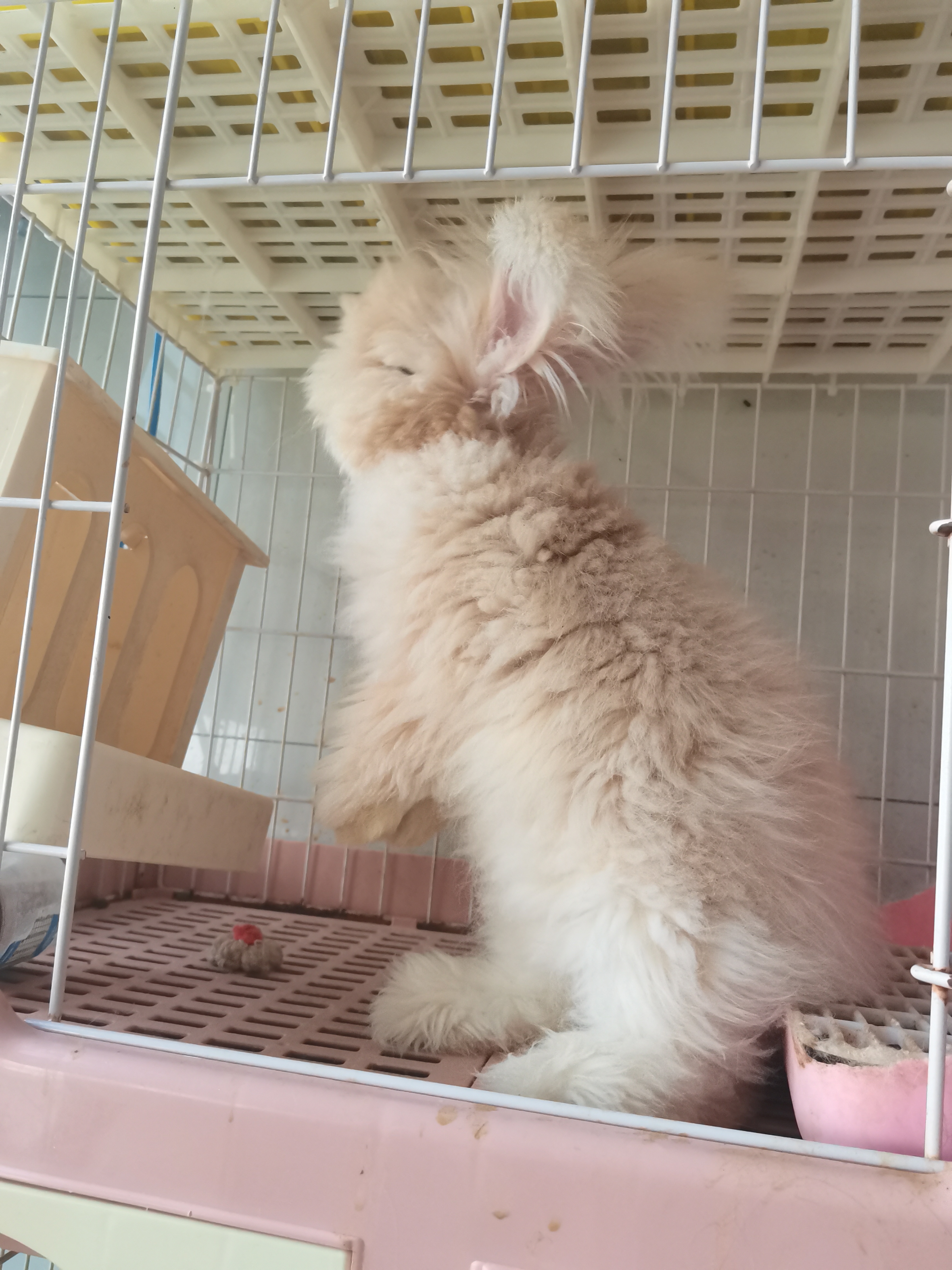 英系双血统奶黄安哥拉兔，打好疫苗发货，健康包活到家